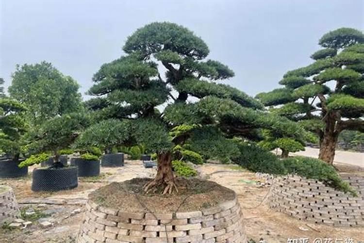 大门口种什么盆栽能旺财