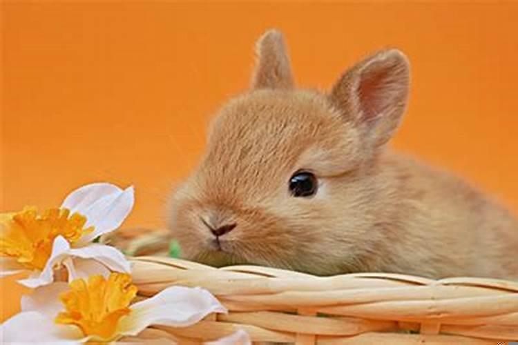 兔和牛的属相合不合财