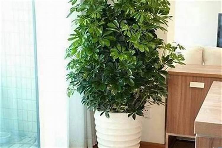 家里摆放什么东西招财