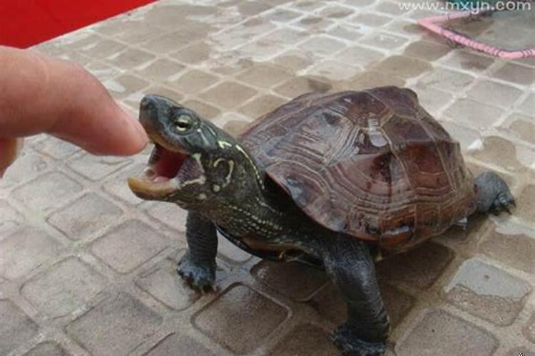 梦见两个人结婚什么意思啊女生