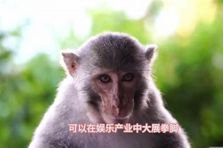 生肖猴运气好不好