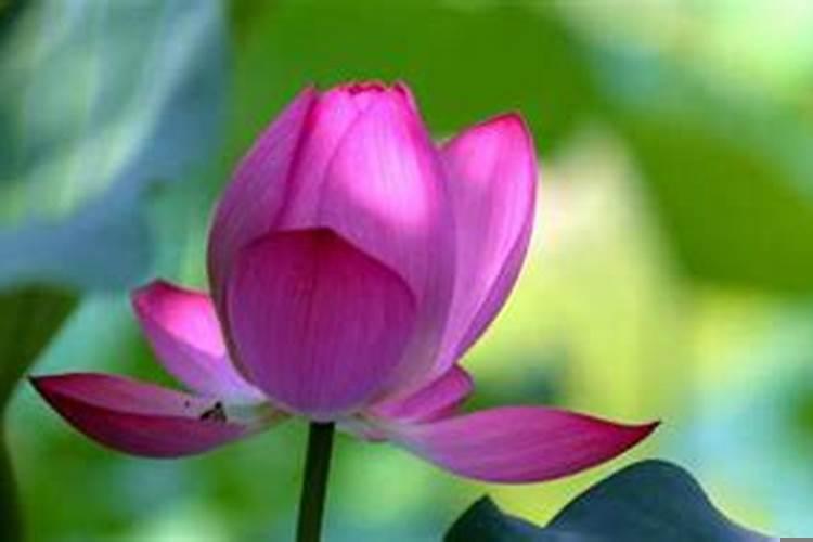 巨蟹座旺财植物