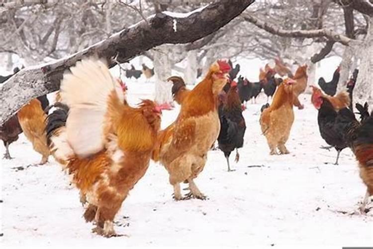 93年属鸡和90属马合适吗