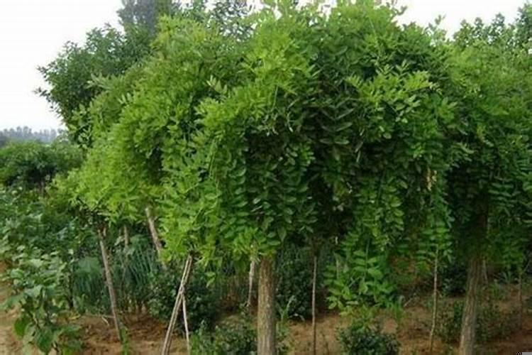 门前有槐树的风水好不好