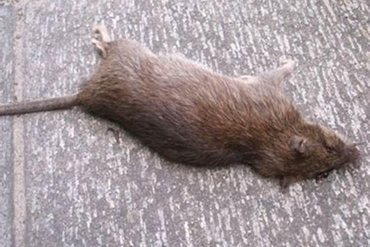 梦见自己打死了一只老鼠流了好多血