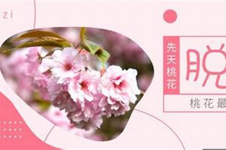 桃花运最旺的女人八字