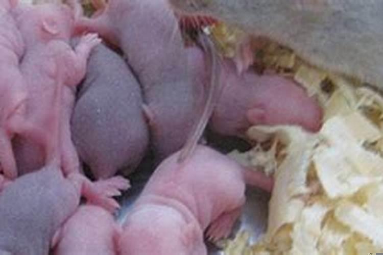 女人梦见刚出生的小老鼠