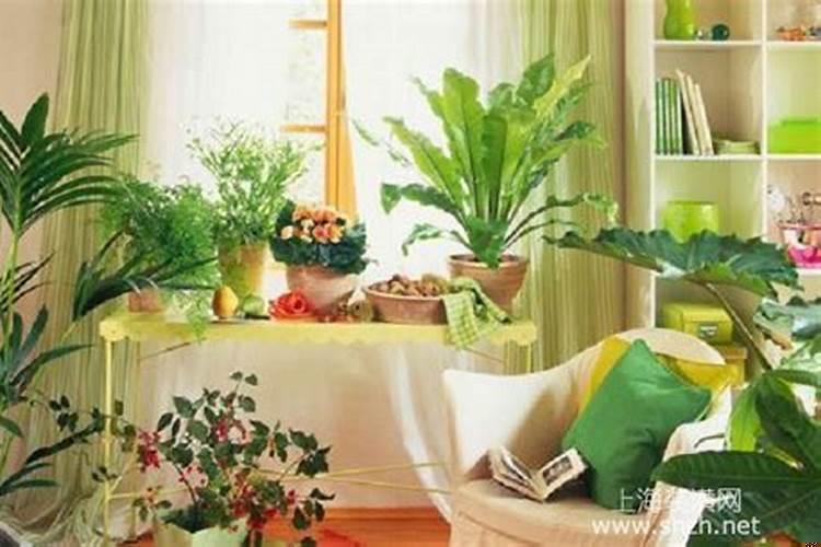 卧室里适合放什么花草
