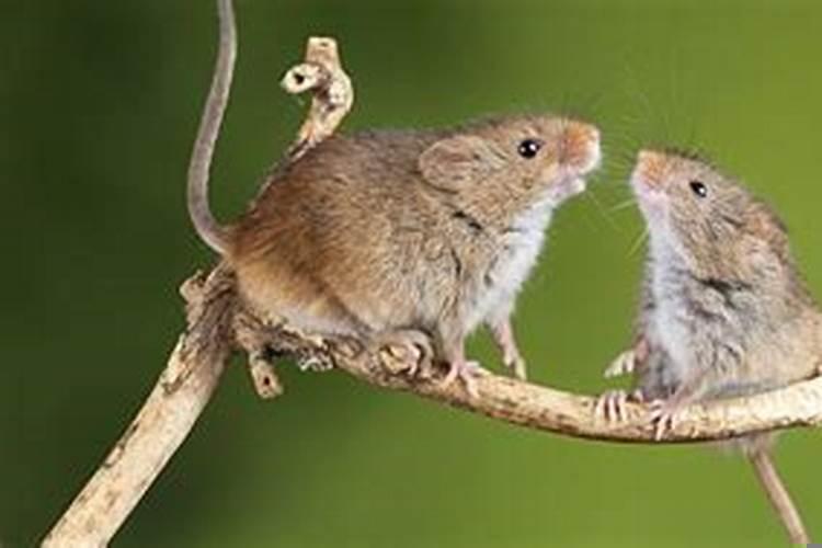 女人梦见刚出生的小老鼠