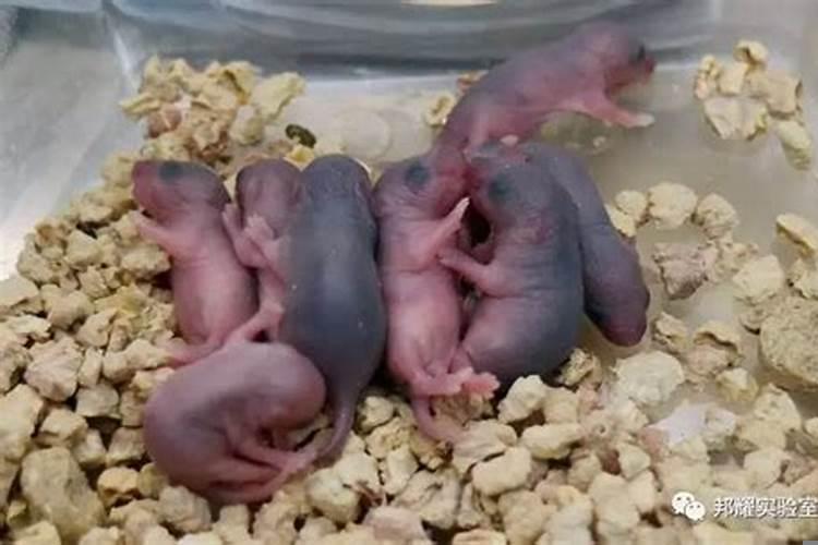 女人梦见刚出生的小老鼠