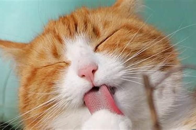 女人梦见死猫什么征兆