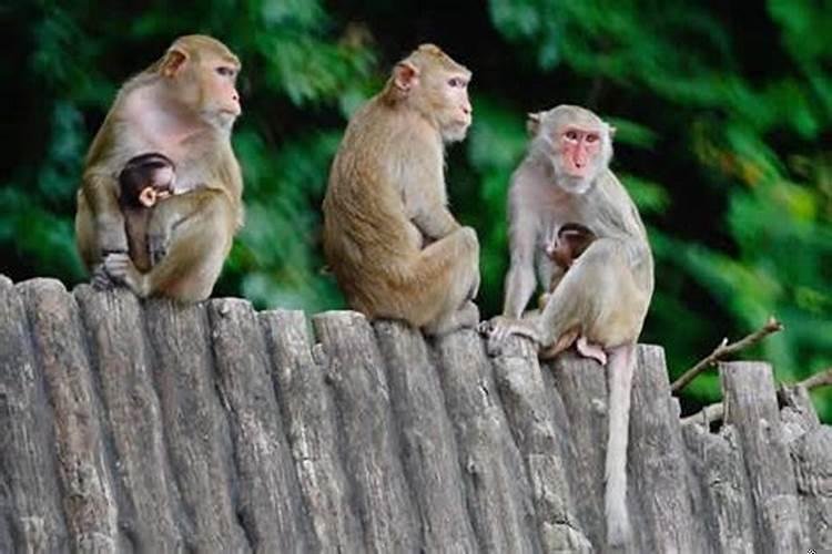 生肖猴运气好不好