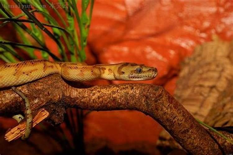 梦见大蟒蛇往上爬是什么征兆