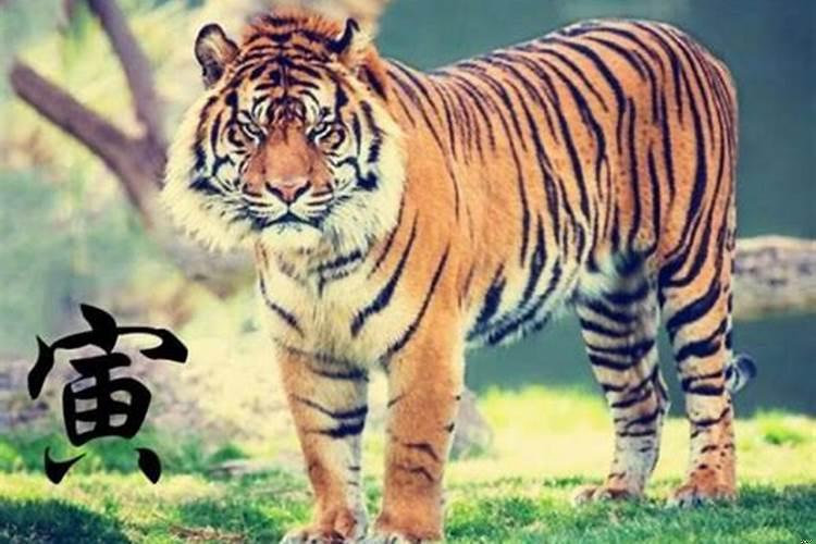 虎年的运势怎么样2022