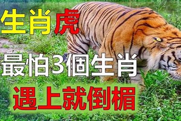 老虎最好的生肖