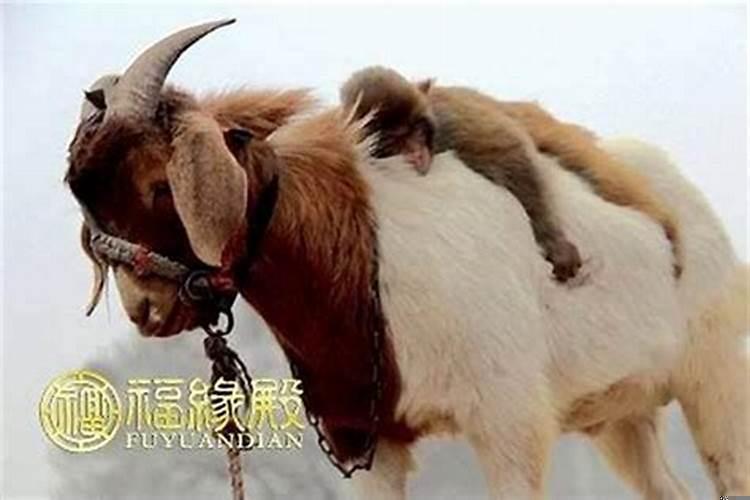 和属猴的人交往应该注意哪些