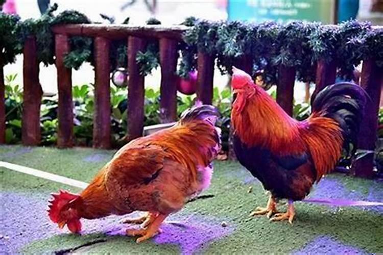 属鸡的跟属虎的合财吗