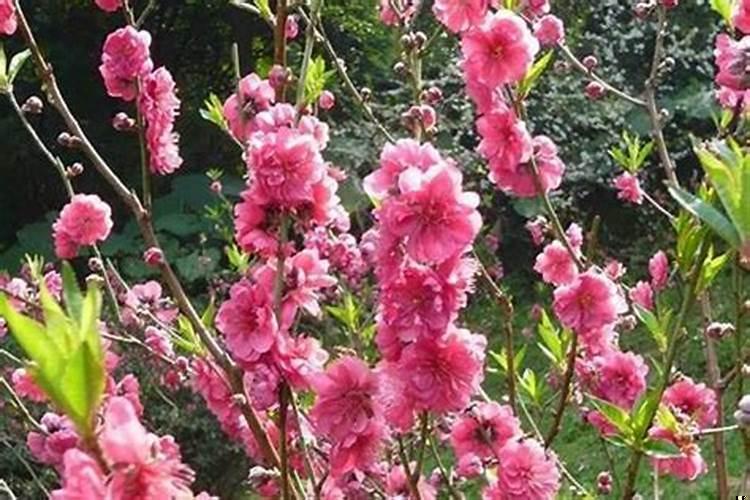 桃花特别旺的八字