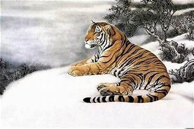 属虎的人犯太岁年份