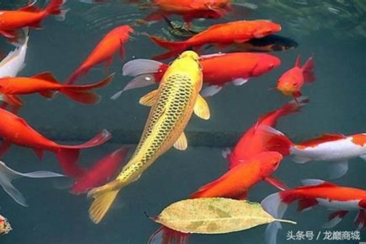 十五条锦鲤代表什么寓意呢