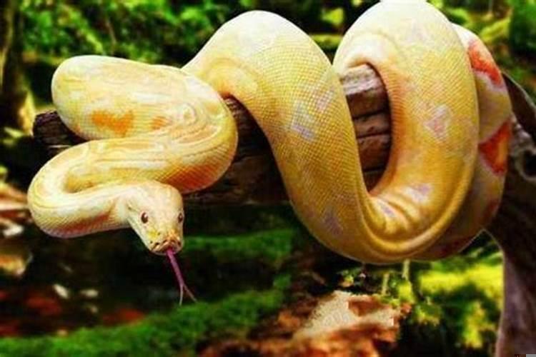 梦见蟒蛇在水里是什么预兆