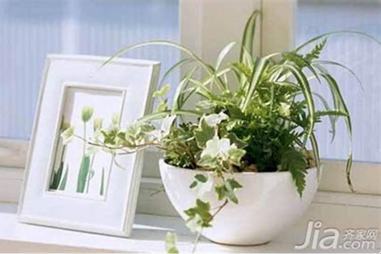 家居的风水植物有哪些