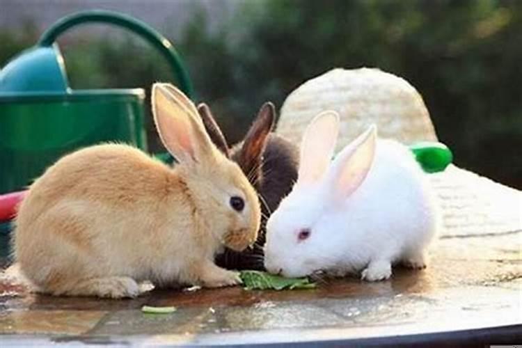 爸爸属鼠妈妈属兔孩子属鼠好吗