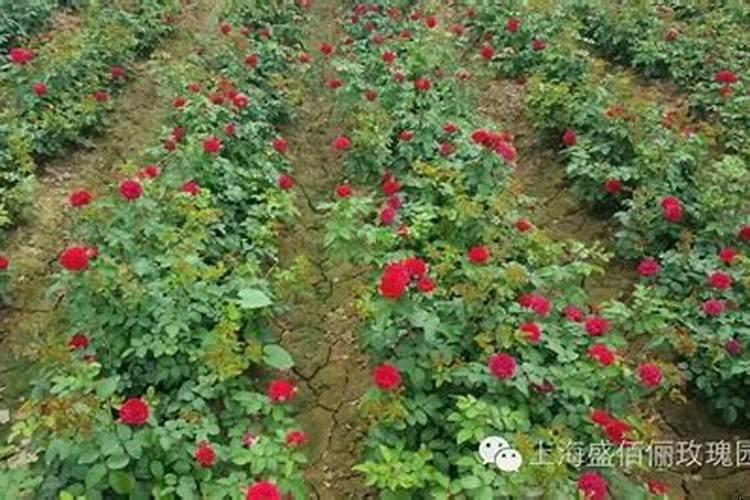 宿舍种植玫瑰花