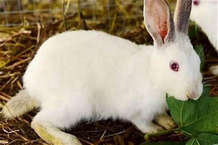 属蛇在兔年结婚好不好