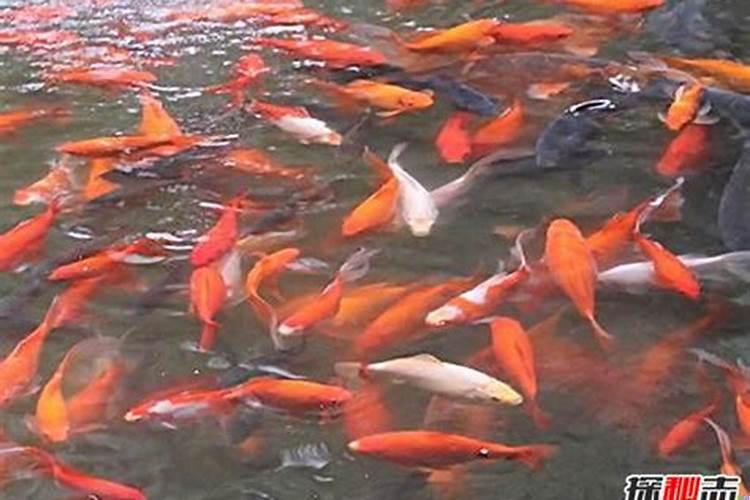 十五条锦鲤代表什么寓意呢