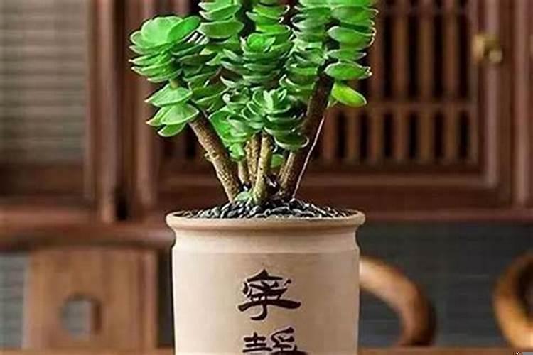 属猪养什么植物运气好