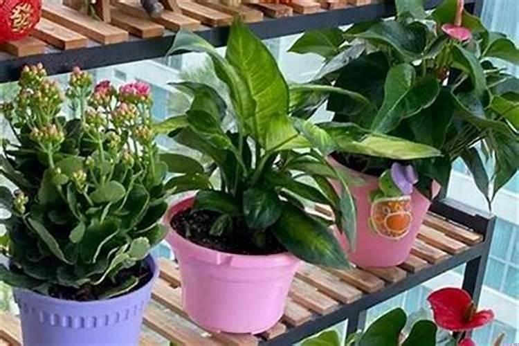 家中养什么花好养又聚财风水