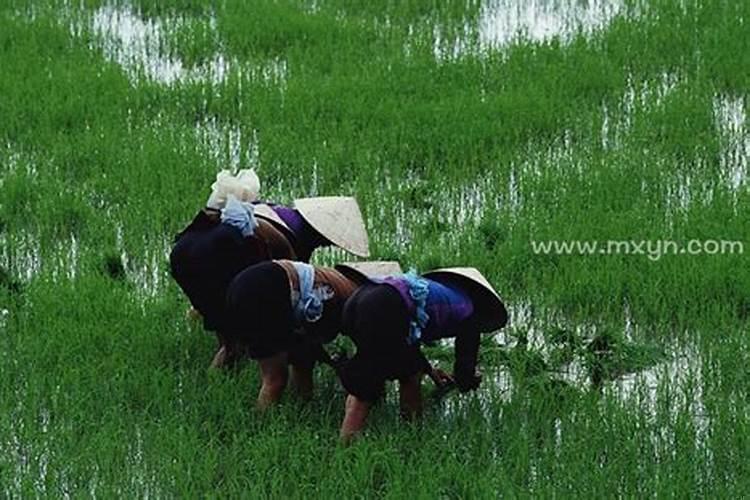 梦见自己下田栽秧什么意思
