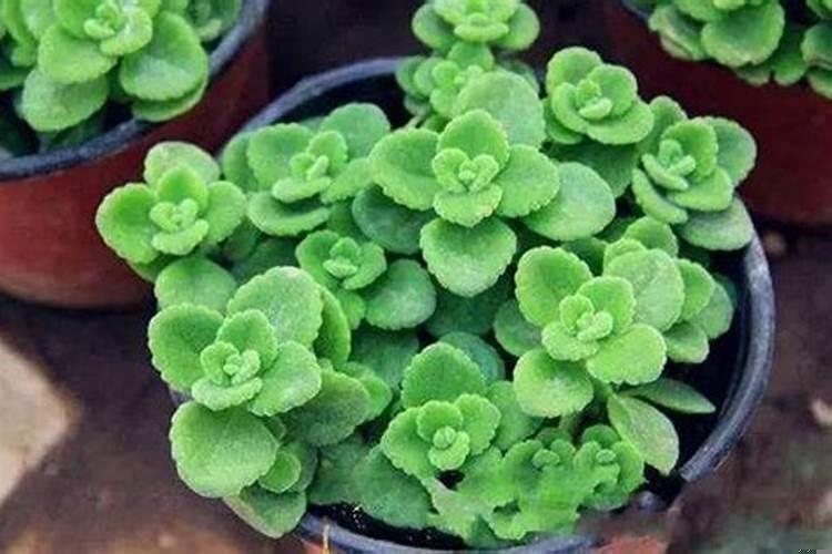 属猪养什么植物运气好