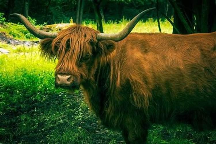 做梦梦见牛头是什么意思