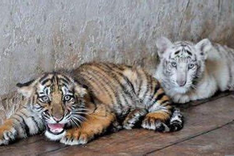 梦见老虎扑咬自己但是没有受伤