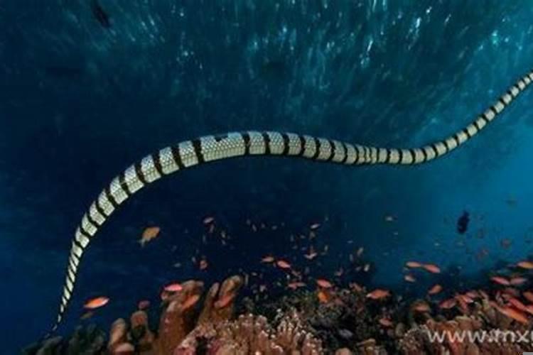 梦见蟒蛇在水里是什么预兆