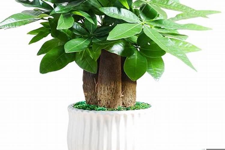 富贵竹几根最旺财