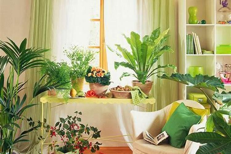 摆放在家里的植物对风水好的有什么