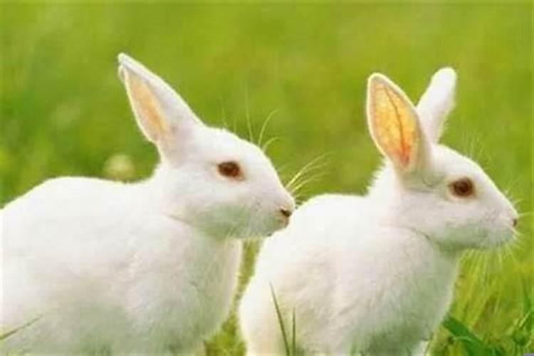 属兔应该穿什么颜色