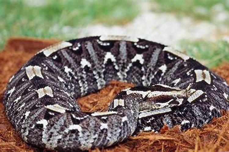 做梦梦到一条大蛇是什么征兆