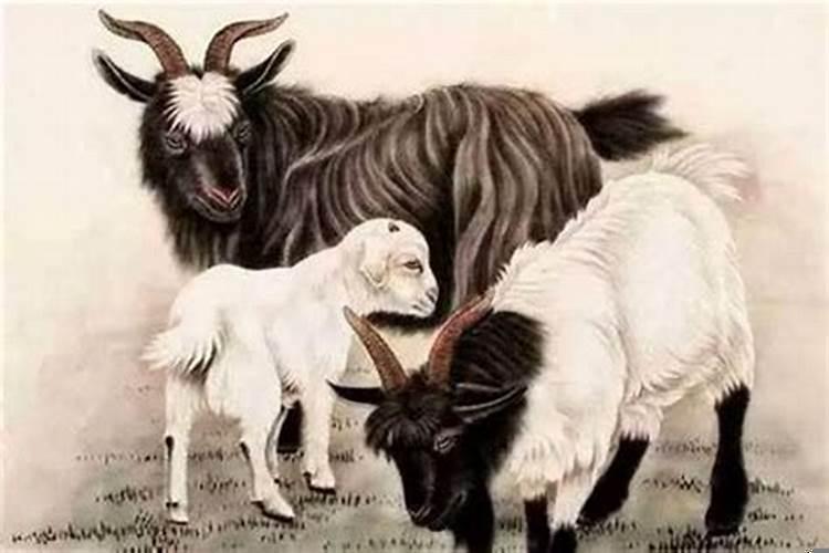 女鼠男牛的婚配