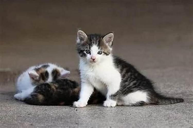 养猫能招财吗?你的八字能养猫吗