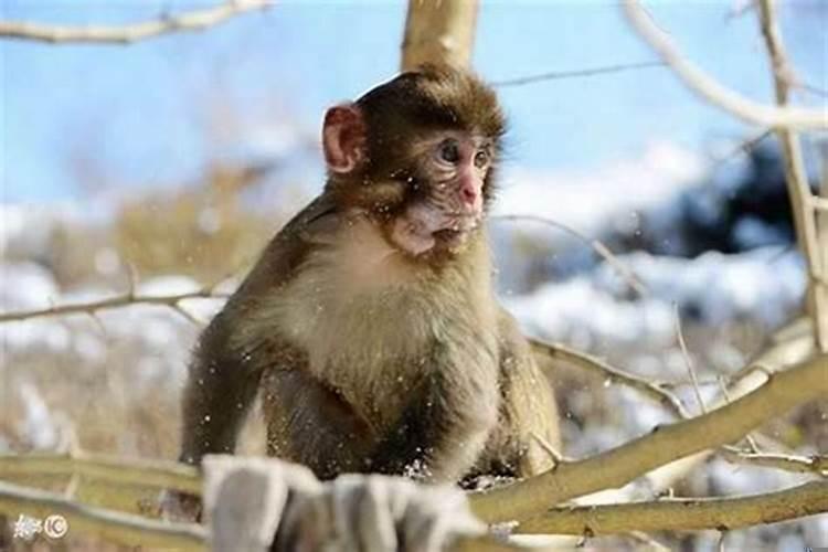 属猴的农历几月出生最不好