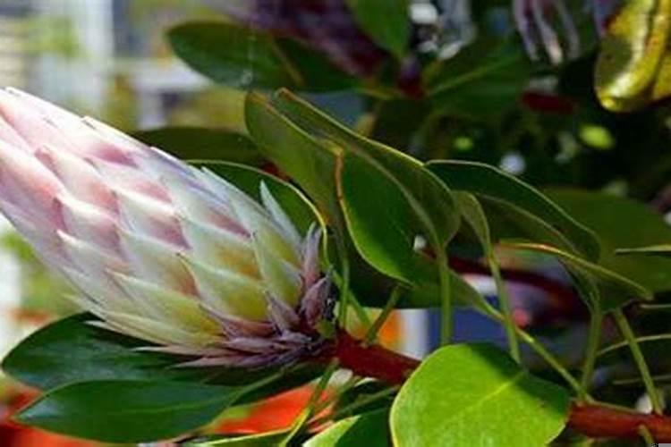 丁卯日柱与壬申日柱合吗