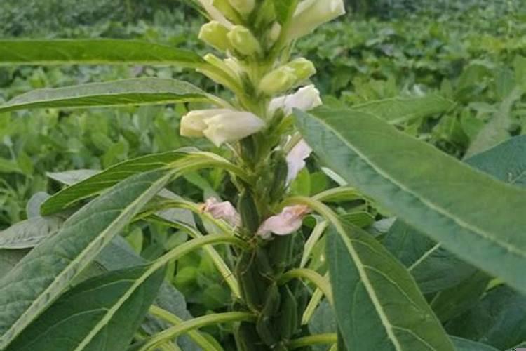 开花芝麻节节高什么生肖