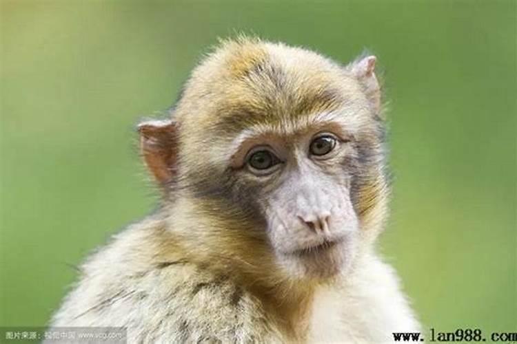 属猴的几时出生最好命