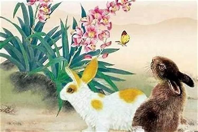 属兔的人命运怎样