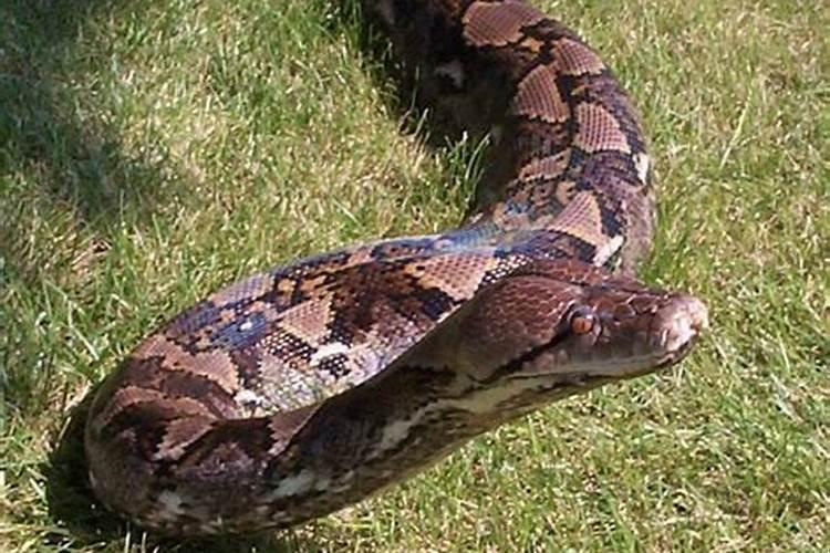 做梦梦见蟒蛇吃人是什么意思