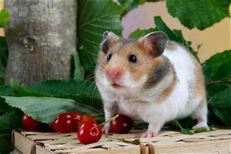 84年属鼠和84年属鼠婚姻相配吗